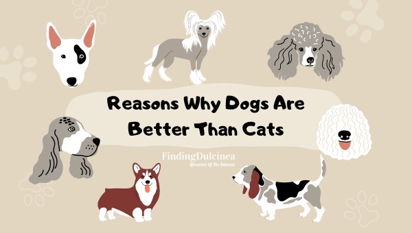 20 Reasons Why Dogs Are Better Than Cats: The Purr-Fect Argument