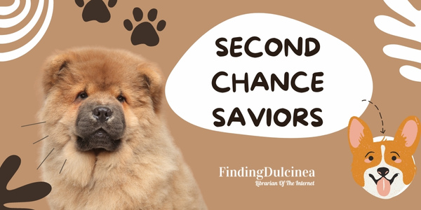Second Chance Saviors - Reasons Why Dogs Are Better Than Cats