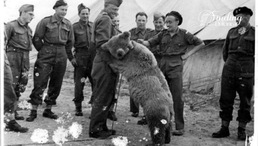 Life After World War II for a Heroic Bear