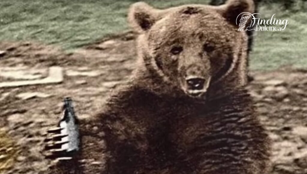 The Role of Wojtek The Bear in Combat