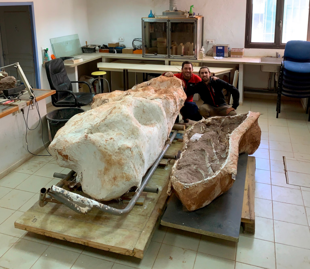 The skeleton of a 70-million-year-old titanosaur.