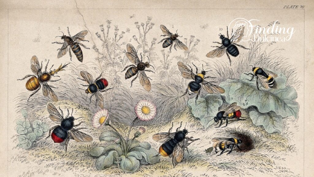 Remarkable Renaissance Of Bee Populations And Aristaean Healing