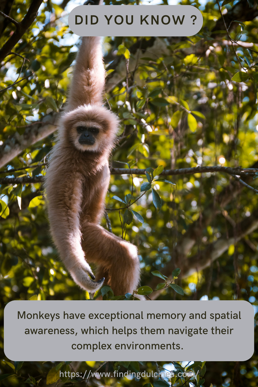 33 Monkey Facts That Will Make You Go Aww 